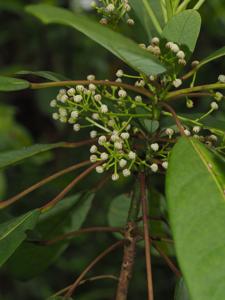 Daphniphyllaceae