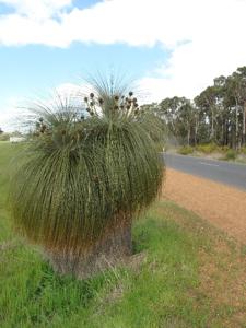 Dasypogonaceae