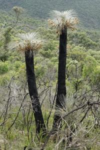 Dasypogonaceae