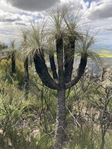 Dasypogonaceae