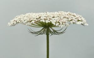 Daucus