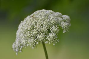 Daucus