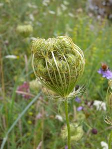 Daucus