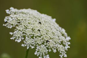 Daucus