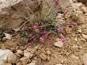 Dianthus