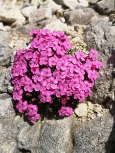 Dianthus