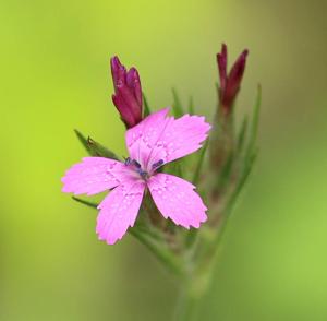 Dianthus