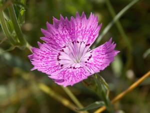 Dianthus