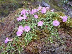 Diapensia