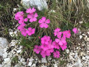 Dianthus