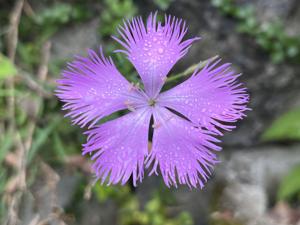 Dianthus