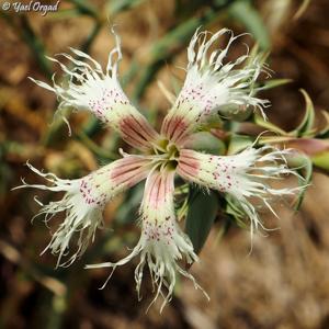 Dianthus