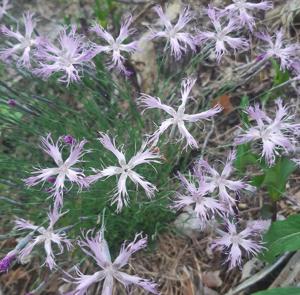 Dianthus