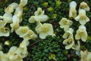 Diapensia