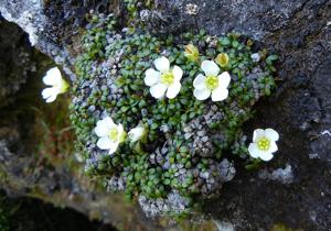 Diapensia