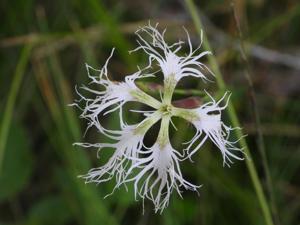 Dianthus