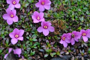 Diapensia