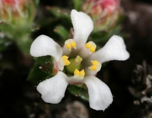 Diapensiaceae