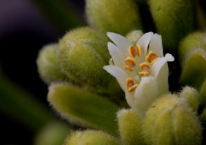 Dichapetalaceae