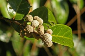 Dichapetalaceae