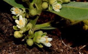 Dichapetalaceae