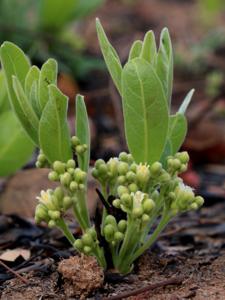 Dichapetalaceae