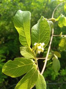 Dichapetalaceae