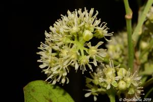 Dichapetalaceae