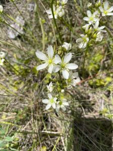 Dionaea