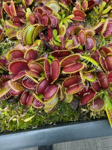 Dionaea