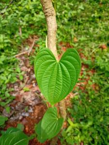 Dioscoreaceae