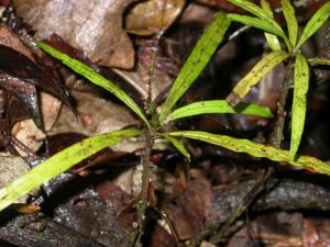 Dioncophyllaceae