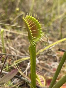 Dionaea