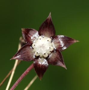 Dioscoreaceae