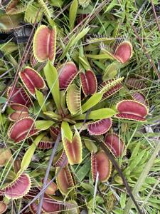 Dionaea