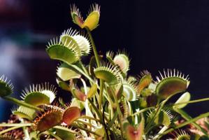 Dionaea