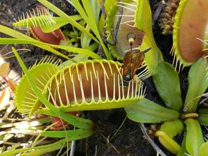 Dionaea