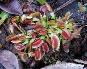 Dionaea