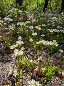 Dionaea