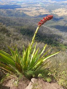 Doryanthaceae