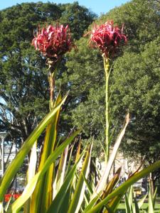 Doryanthaceae