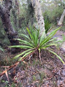 Doryanthes