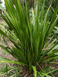 Doryanthes