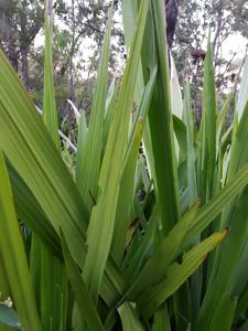 Doryanthes