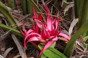 Doryanthes