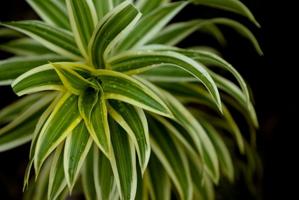 Dracaena