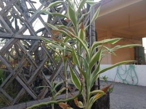 Dracaena