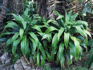 Dracaena