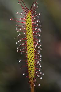 Droseraceae