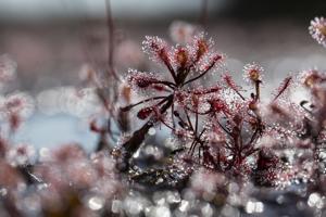 Drosera